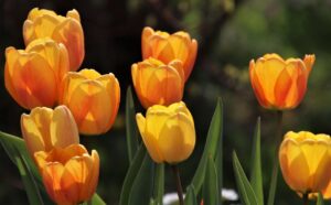 tulips, yellow tulips, flowers